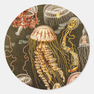 Vintage Jellyfish Antique Jelly Fish Template Classic Round Sticker