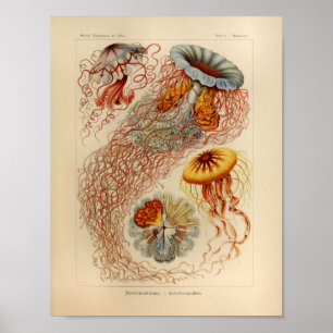 Vintage Jellyfish Colour Ernst Haeckel Print