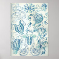 Vintage Jellyfish Illustration