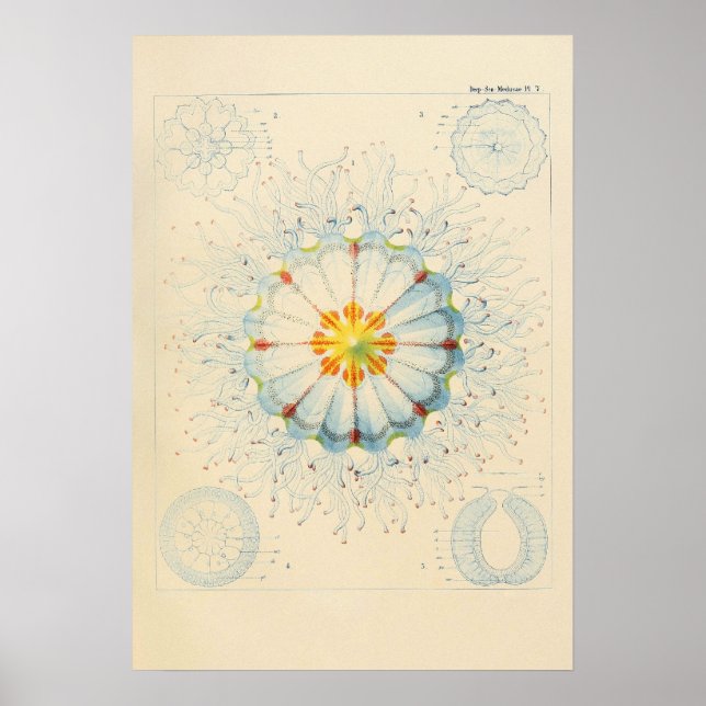 Vintage Jellyfish Poster (Front)