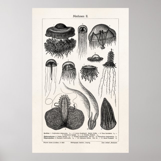 Vintage Jellyfish Species Retro Sea Jelly Fish Poster (Front)