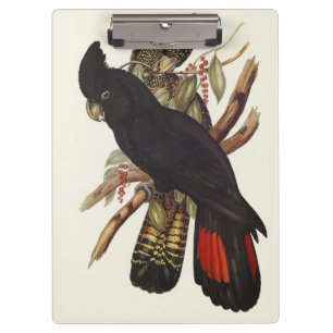  Vintage John Gould Red-Tailed Black Cockatoo Art Clipboard