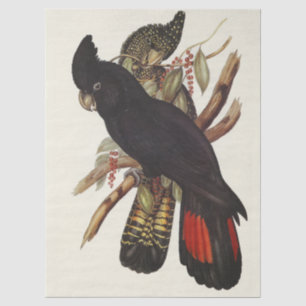  Vintage John Gould Red-Tailed Black Cockatoo Art Tissue Paper