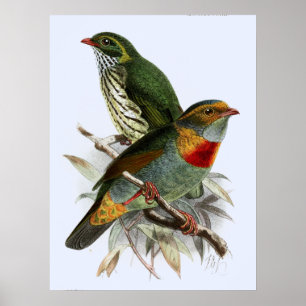 Vintage John Keulemans Red-banded Fruiteater Poster