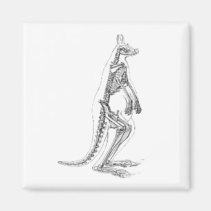 Vintage Kangaroo Skeleton Illustration - 1800's Magnet
