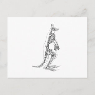 Vintage Kangaroo Skeleton Illustration - 1800's Postcard