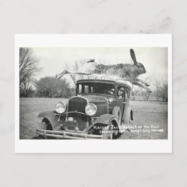 Vintage Kansas Jackrabbit Oddity Postcard (Front)