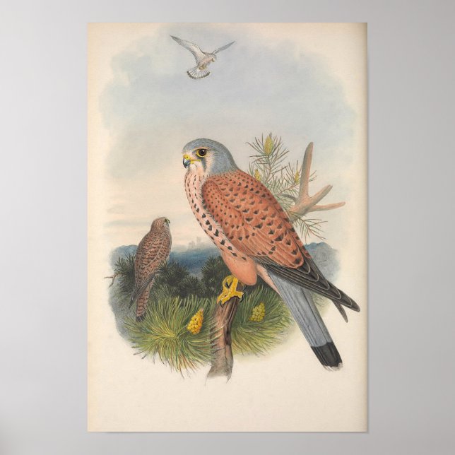 Vintage Kestrel Falcon Bird Poster (Front)