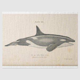 Vintage Killer Whale Ephemera Decoupage Nautical Tissue Paper