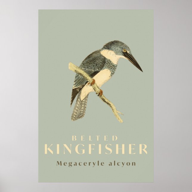 Vintage Kingfisher Watercolour Poster (Front)