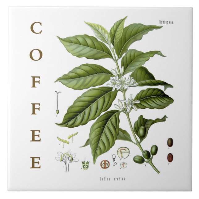 Vintage Kitchen Art: Coffee Plant & Flowers Tile (Front)