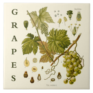 Vintage Kitchen Art: Green Grapes Grape Vine Tile
