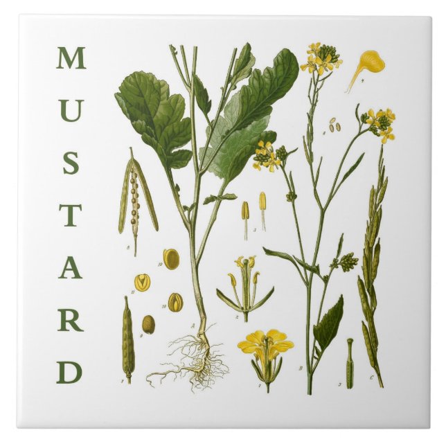Vintage Kitchen Art: Mustard Herbs & Spices Plants Tile (Front)