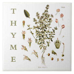 Vintage Kitchen Garden Thyme Herb plant flowers Tile