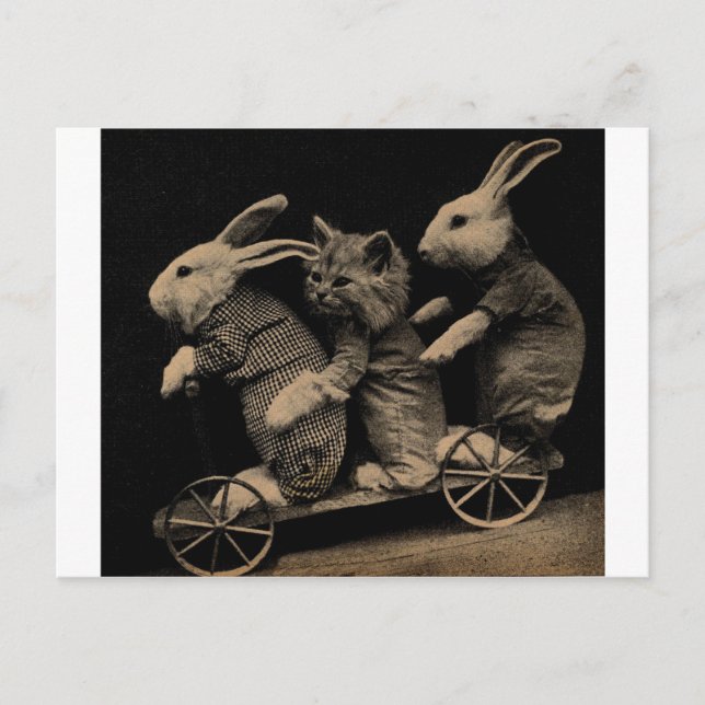 Vintage Kitten and Bunny Funny photo Postcard (Front)