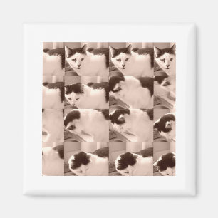Vintage Kitty Cat/Black & White Photo Magnet