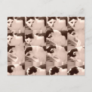 Vintage Kitty Cat/Black & White Photo Postcard