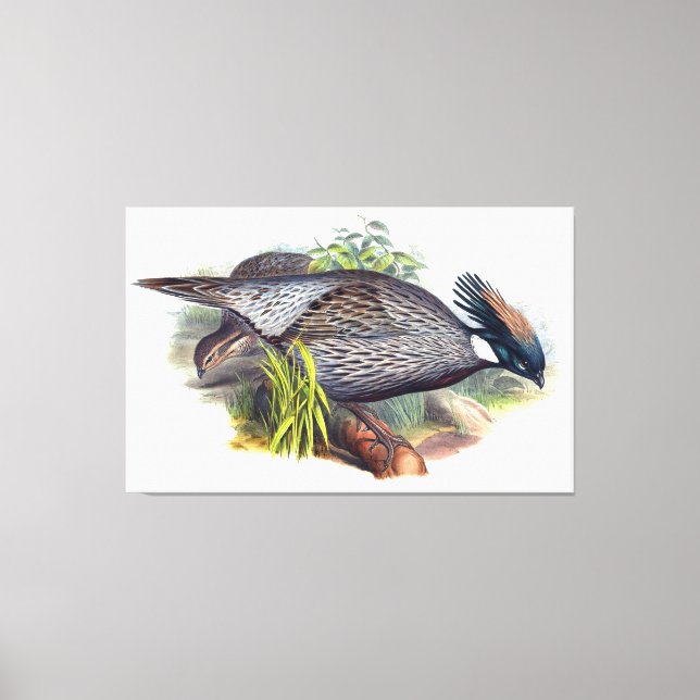 Vintage Koklass Pheasant Bird Canvas Print (Front)