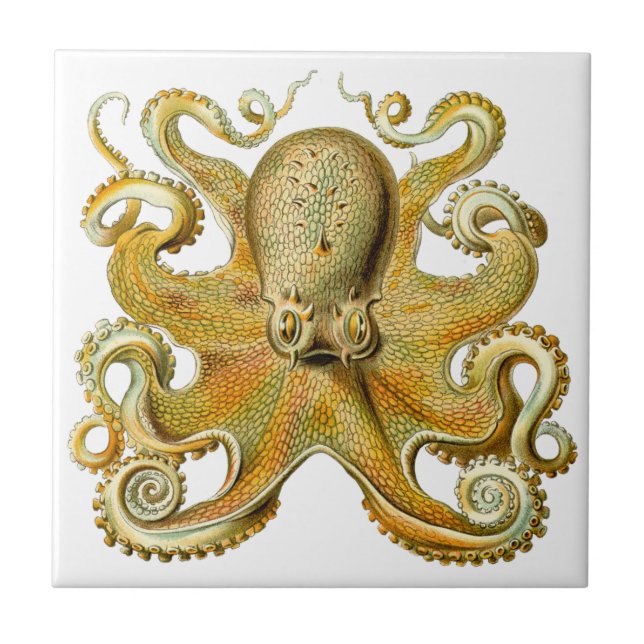 Vintage Kraken, Octopus Gamochonia, Ernst Haeckel Tile (Front)
