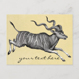 Vintage Kudu Postcard