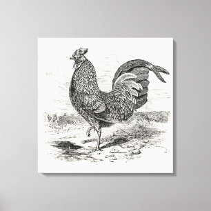 Vintage Kulm Fowl Rooster Chicken - Chickens Hen Canvas Print