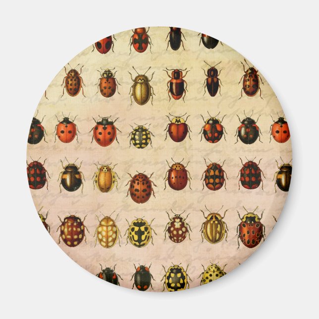 Vintage Ladybug Specimen Pattern Antique Insect Magnet (Front)