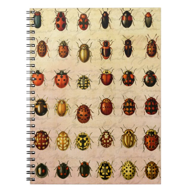 Vintage Ladybug Specimen Pattern Antique Insect Notebook (Front)