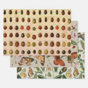 Vintage Ladybug Specimen Pattern Antique Insect Wrapping Paper Sheet