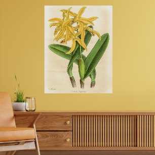 Vintage Laelia Flammea Orchid Flower Poster