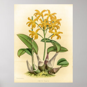 Vintage Laelia Flava Orchid Flower Poster