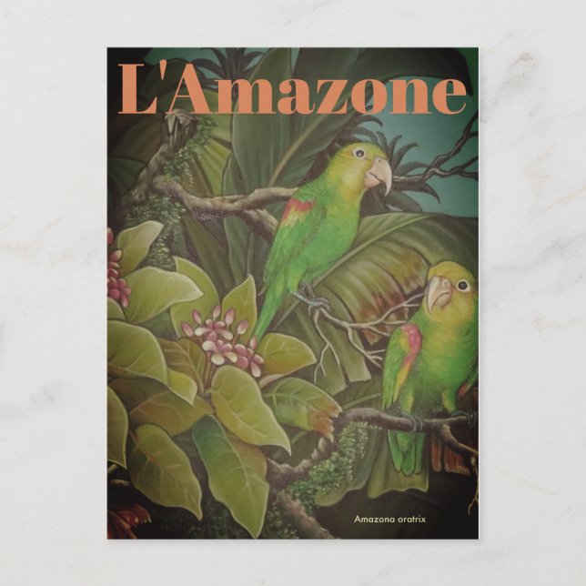 Vintage L'Amazone Travel Postcard (Front)