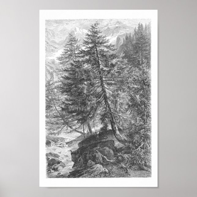 Vintage Larch Tree 1800s Antique Illustration Poster (Front)