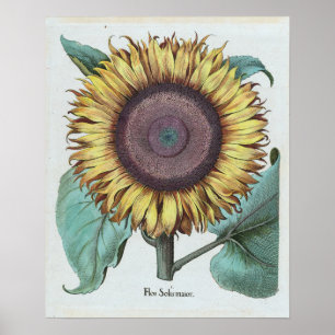 Vintage Large Sunflower (Flos Solis Maior) Poster