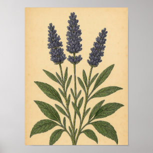 Vintage Lavender on Weathered Paper Poster