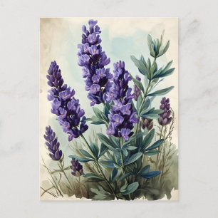 Vintage Lavender Postcard