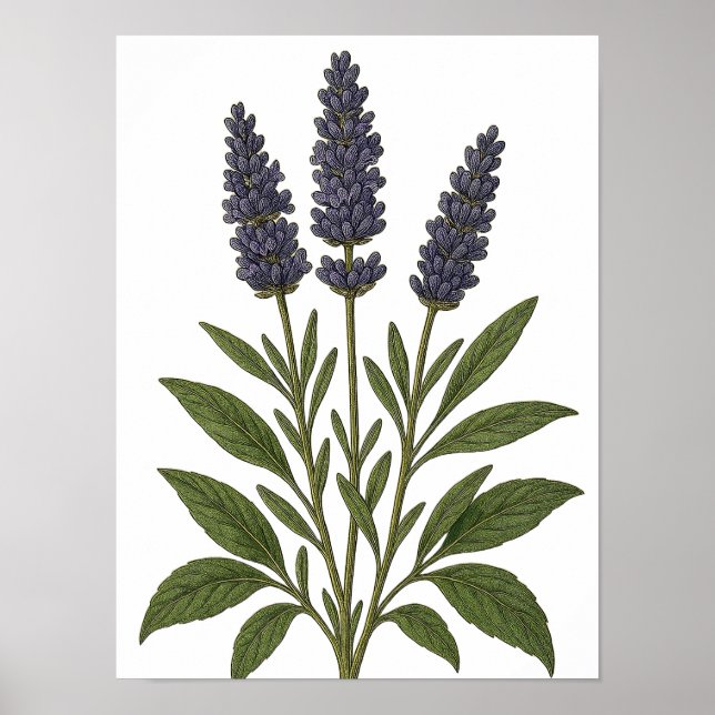 Vintage Lavender Poster (Front)