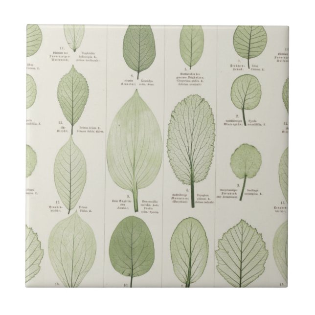 Vintage Leaf Illustrations Tile (Front)