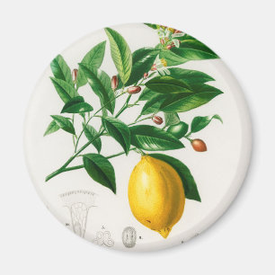 Vintage lemon magnet