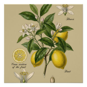 Vintage Lemon Tree Botanical Illustration Board Poster