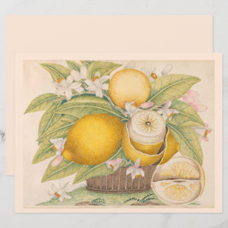 Vintage Lemons Citrus Fruit Drawing Scrapbook Page