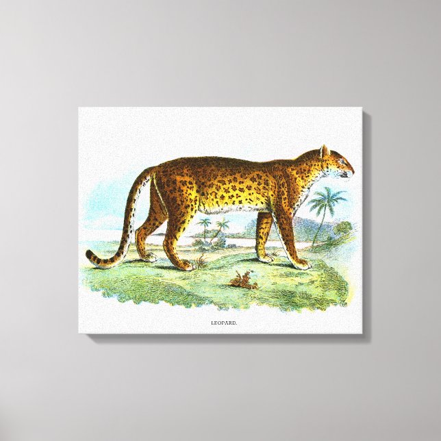 Vintage Leopard Animal Illustration Canvas Print (Front)