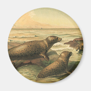Vintage Leopard Seals by the Ocean, Wild Animals Magnet