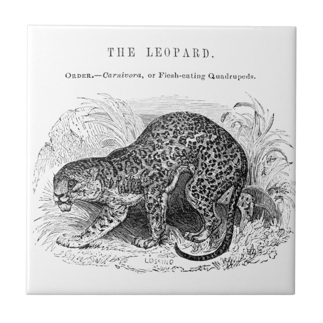 Vintage leopard wildlife illustration tile (Front)