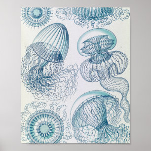 Vintage Leptomedusae Jellyfish Scientific Poster