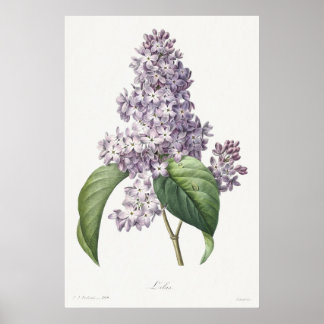 Vintage Lilac Botanical Sketch Art Poster