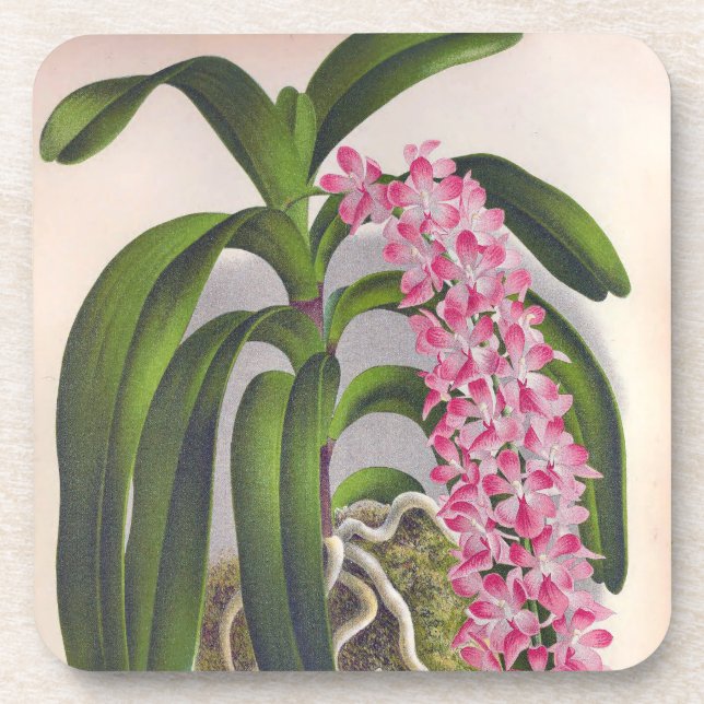 Vintage Lilac Orchid Aerides Fieldingi Lindenia Coaster (Front)