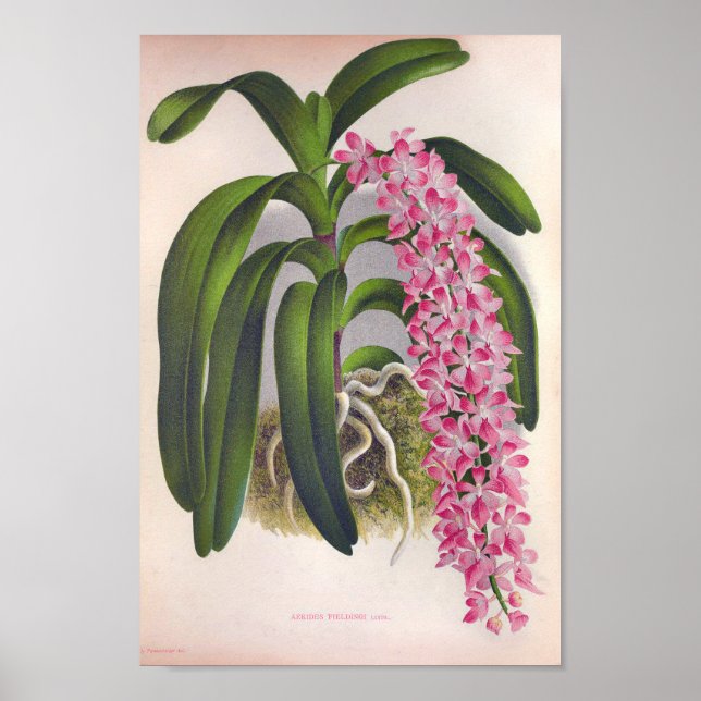 Vintage Lilac Orchid Aerides Fieldingi Lindenia Poster (Front)
