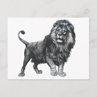 Vintage lion drawing, paw lifted looking left postcard