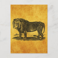 Vintage Lion Illustration - 1800's African Animal