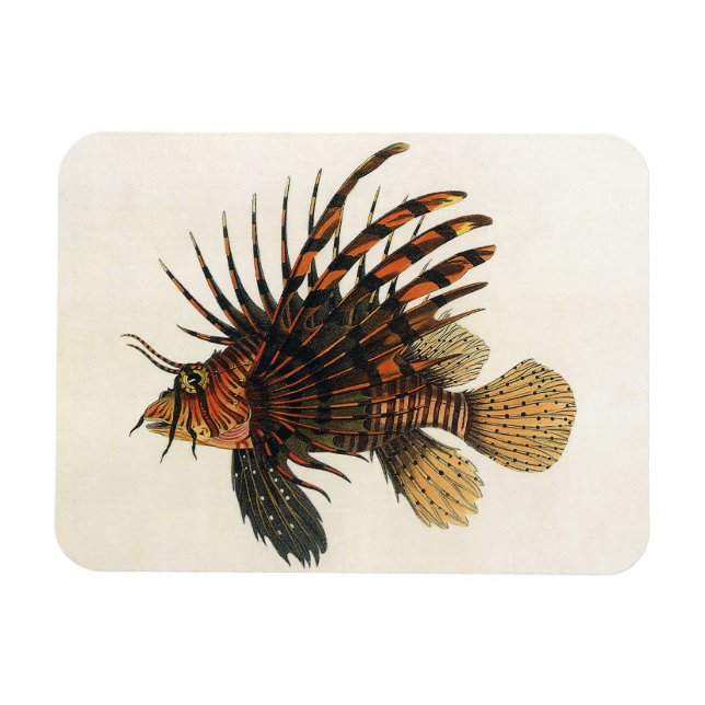Vintage Lionfish Fish, Marine Ocean Life Animal Magnet (Horizontal)